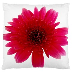 Flower Isolated Transparent Blossom Large Cushion Case (two Sides) by Nexatart