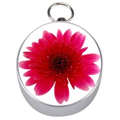 Flower Isolated Transparent Blossom Silver Compasses by Nexatart