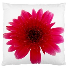 Flower Isolated Transparent Blossom Standard Flano Cushion Case (one Side) by Nexatart