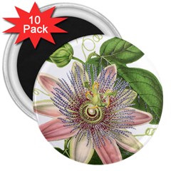 Passion Flower Flower Plant Blossom 3  Magnets (10 Pack)  by Nexatart