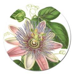 Passion Flower Flower Plant Blossom Magnet 5  (round) by Nexatart