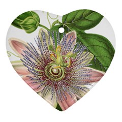 Passion Flower Flower Plant Blossom Heart Ornament (two Sides) by Nexatart