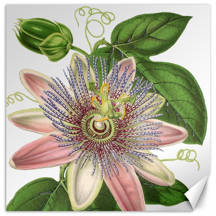 Passion Flower Flower Plant Blossom Canvas 20  x 20  