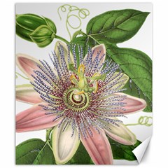 Passion Flower Flower Plant Blossom Canvas 20  X 24   by Nexatart