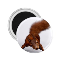 Squirrel Wild Animal Animal World 2.25  Magnets