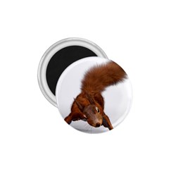 Squirrel Wild Animal Animal World 1.75  Magnets