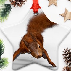 Squirrel Wild Animal Animal World Ornament (star) by Nexatart