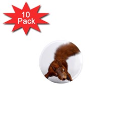 Squirrel Wild Animal Animal World 1  Mini Magnet (10 pack) 