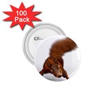 Squirrel Wild Animal Animal World 1.75  Buttons (100 pack)  Front