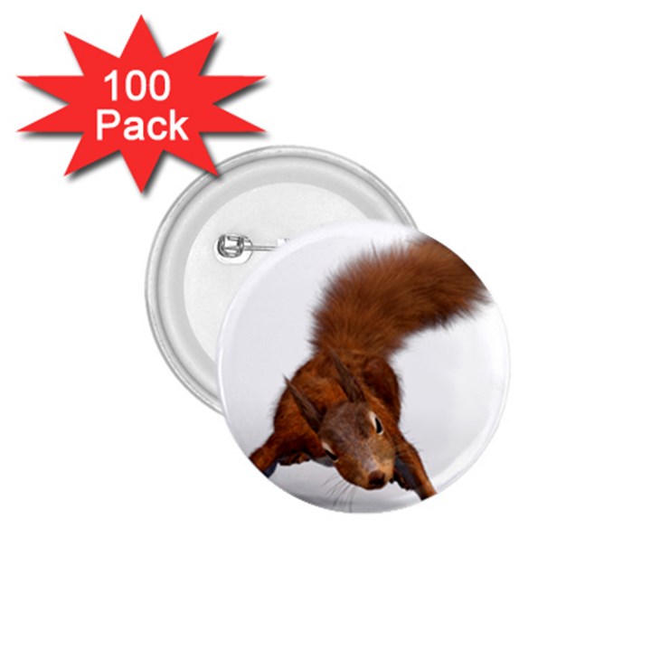 Squirrel Wild Animal Animal World 1.75  Buttons (100 pack) 