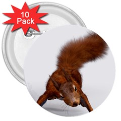 Squirrel Wild Animal Animal World 3  Buttons (10 Pack)  by Nexatart