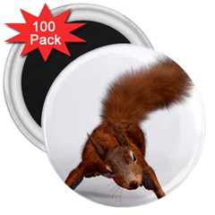 Squirrel Wild Animal Animal World 3  Magnets (100 pack)