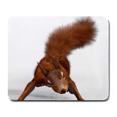 Squirrel Wild Animal Animal World Large Mousepads