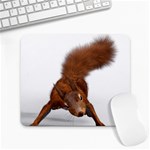 Squirrel Wild Animal Animal World Large Mousepads Front