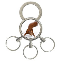 Squirrel Wild Animal Animal World 3-ring Key Chains by Nexatart