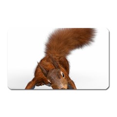 Squirrel Wild Animal Animal World Magnet (Rectangular)