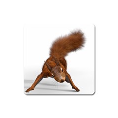 Squirrel Wild Animal Animal World Square Magnet