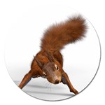 Squirrel Wild Animal Animal World Magnet 5  (Round) Front