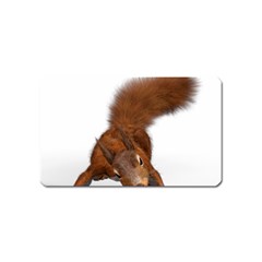 Squirrel Wild Animal Animal World Magnet (name Card) by Nexatart