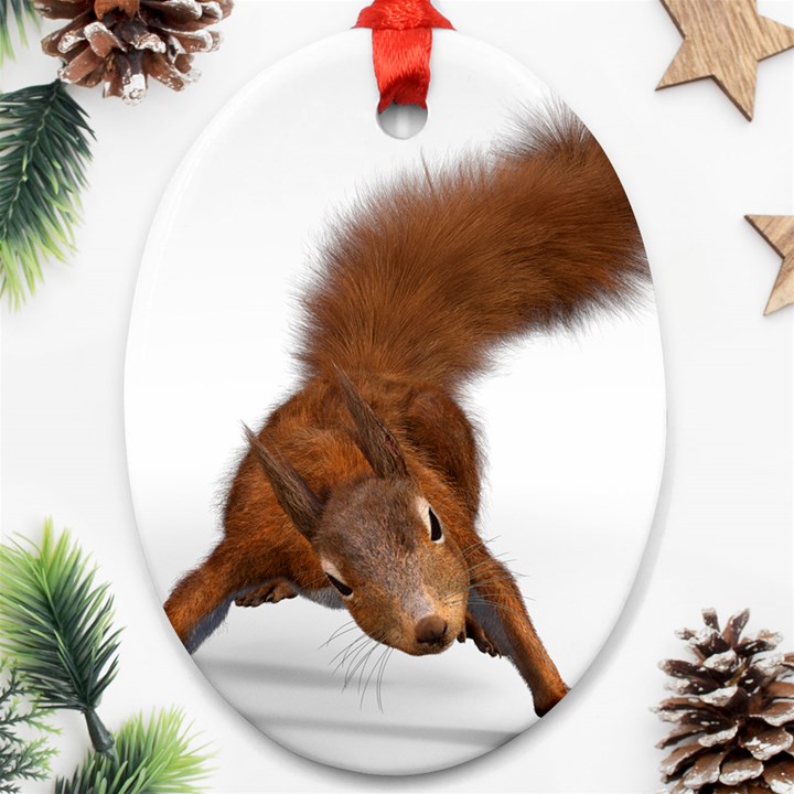 Squirrel Wild Animal Animal World Oval Ornament (Two Sides)