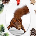 Squirrel Wild Animal Animal World Oval Ornament (Two Sides) Back