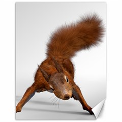 Squirrel Wild Animal Animal World Canvas 12  x 16  