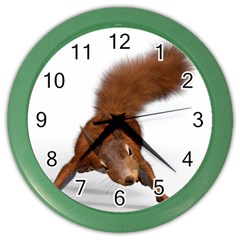 Squirrel Wild Animal Animal World Color Wall Clocks