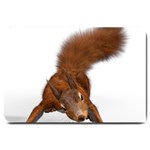 Squirrel Wild Animal Animal World Large Doormat  30 x20  Door Mat