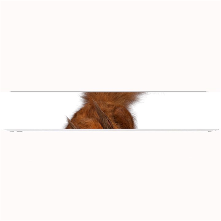 Squirrel Wild Animal Animal World Small Bar Mats