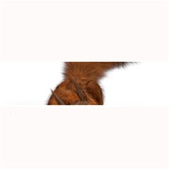 Squirrel Wild Animal Animal World Large Bar Mats