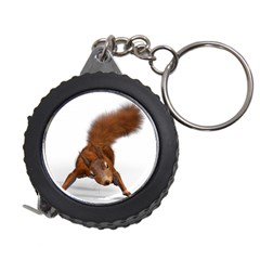 Squirrel Wild Animal Animal World Measuring Tapes by Nexatart