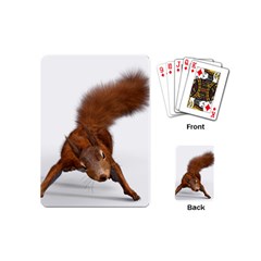 Squirrel Wild Animal Animal World Playing Cards (mini)  by Nexatart