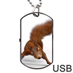 Squirrel Wild Animal Animal World Dog Tag USB Flash (Two Sides) Front