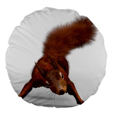 Squirrel Wild Animal Animal World Large 18  Premium Round Cushions