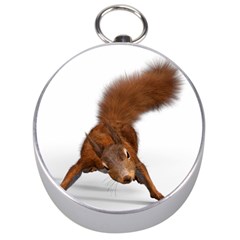 Squirrel Wild Animal Animal World Silver Compasses by Nexatart