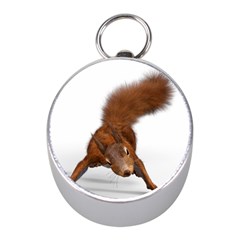 Squirrel Wild Animal Animal World Mini Silver Compasses by Nexatart