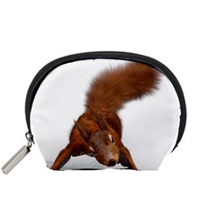 Squirrel Wild Animal Animal World Accessory Pouches (small)  by Nexatart