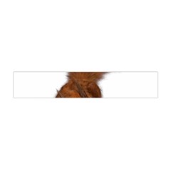 Squirrel Wild Animal Animal World Flano Scarf (Mini)