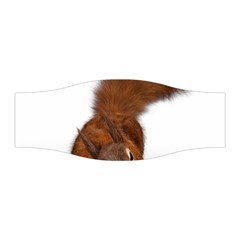 Squirrel Wild Animal Animal World Stretchable Headband