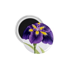 Lily Flower Plant Blossom Bloom 1 75  Magnets by Nexatart