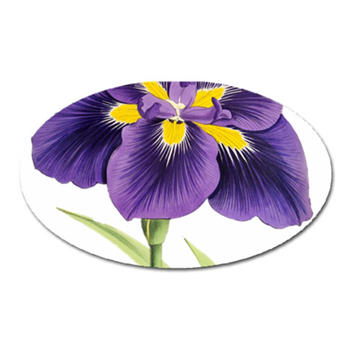 Lily Flower Plant Blossom Bloom Oval Magnet