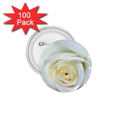 Flower White Rose Lying 1 75  Buttons (100 Pack)  by Nexatart