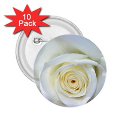 Flower White Rose Lying 2 25  Buttons (10 Pack)  by Nexatart