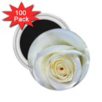 Flower White Rose Lying 2.25  Magnets (100 pack)  Front