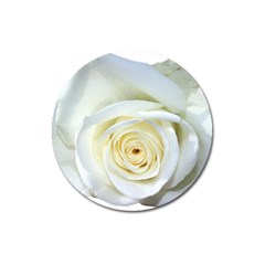 Flower White Rose Lying Magnet 3  (round)