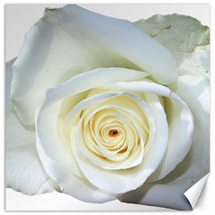 Flower White Rose Lying Canvas 12  X 12   by Nexatart