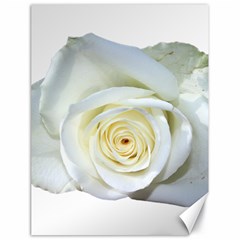 Flower White Rose Lying Canvas 18  X 24   by Nexatart