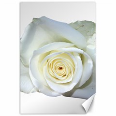 Flower White Rose Lying Canvas 20  X 30   by Nexatart