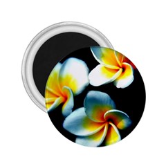 Flowers Black White Bunch Floral 2 25  Magnets by Nexatart