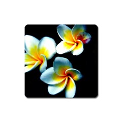 Flowers Black White Bunch Floral Square Magnet by Nexatart